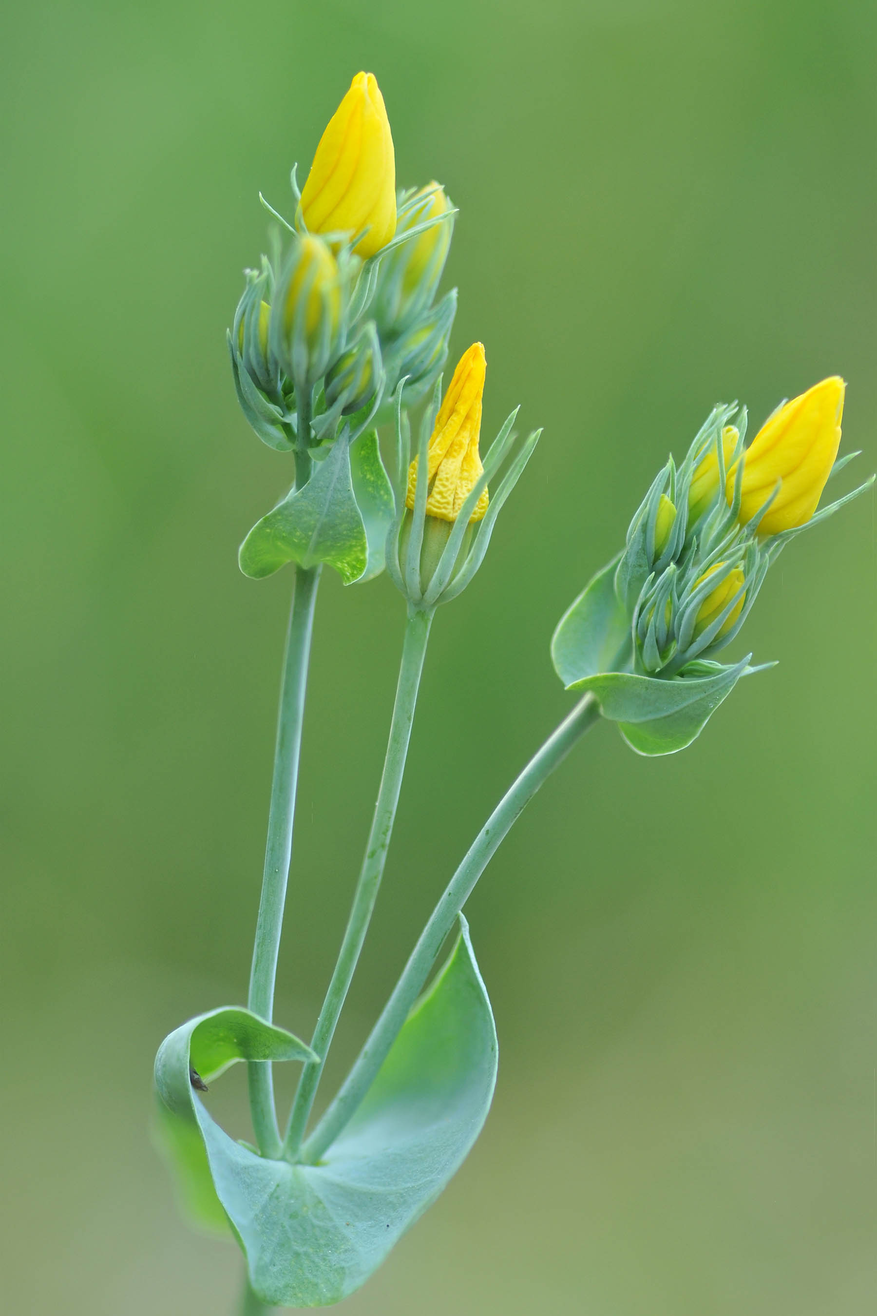 Blackstonia perfoliata / Centauro giallo
